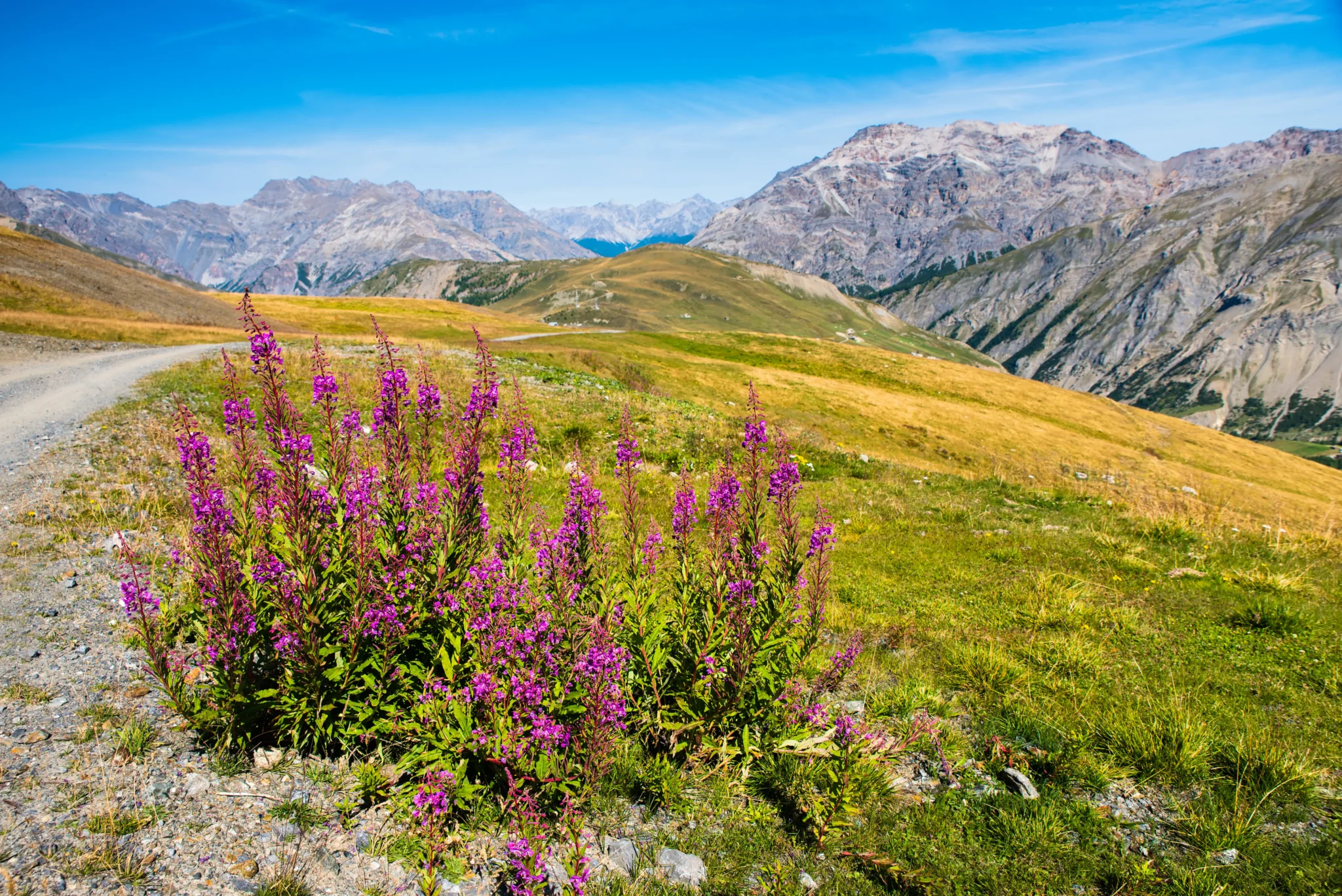 Fiori viola selvatici lungo un sentiero panoramico tra le montagne di Livigno